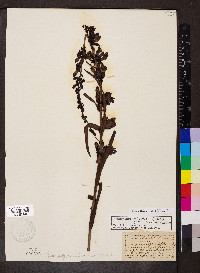 Penstemon unilateralis image