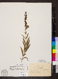 Penstemon unilateralis image