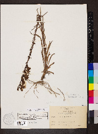 Penstemon unilateralis image