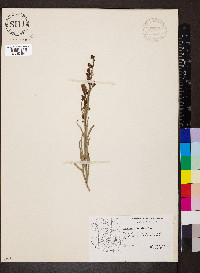 Penstemon virgatus image