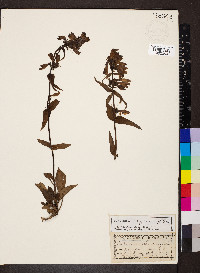 Penstemon whippleanus image