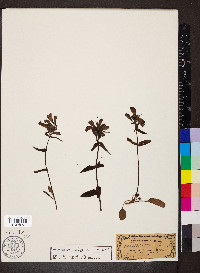 Penstemon whippleanus image