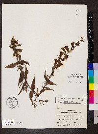 Penstemon campanulatus image