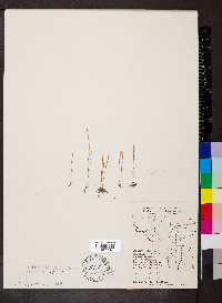 Plantago elongata image