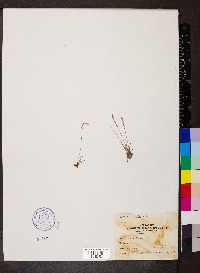 Plantago elongata image