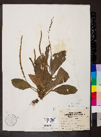 Plantago rugelii image