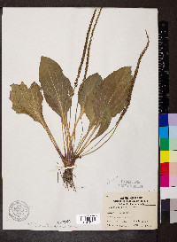 Plantago rugelii image