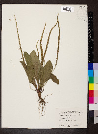Plantago rugelii image