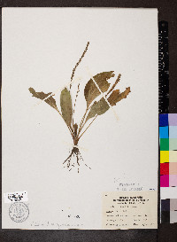 Plantago rugelii image