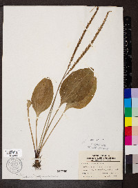 Plantago rugelii image