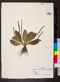 Plantago rugelii image