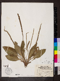 Plantago rugelii image