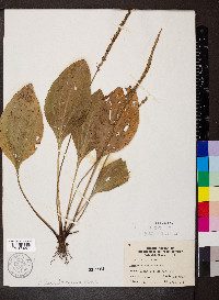 Plantago rugelii image