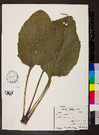 Plantago rugelii image