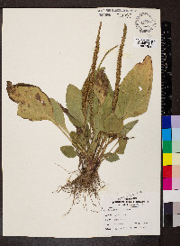 Plantago rugelii image