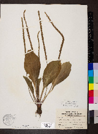 Plantago rugelii image