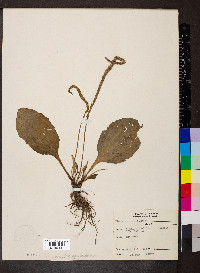 Plantago rugelii image