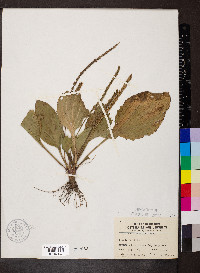 Plantago rugelii image