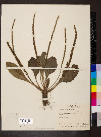 Plantago rugelii image