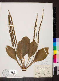 Plantago rugelii image