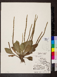 Plantago rugelii image