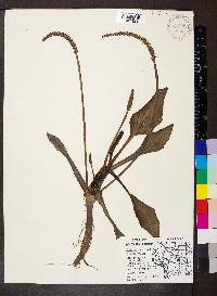 Plantago cordata image