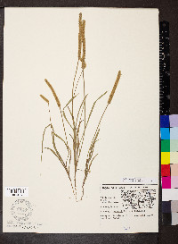 Plantago patagonica image