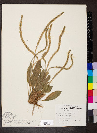 Plantago rhodosperma image