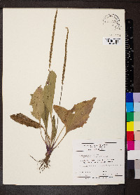 Plantago rugelii image