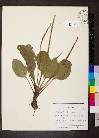 Plantago rugelii image