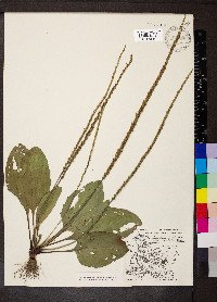 Plantago rugelii image