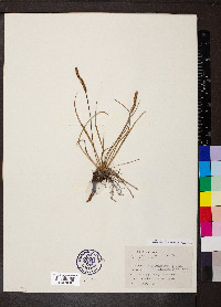 Plantago maritima image