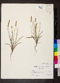 Plantago patagonica image