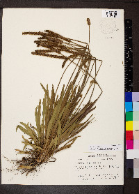 Plantago wrightiana image