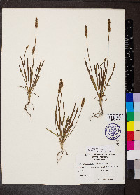 Plantago wrightiana image