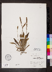 Plantago australis image