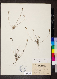 Plantago linearis image