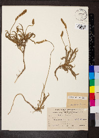 Plantago albicans image