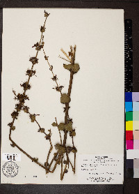 Russelia sarmentosa image