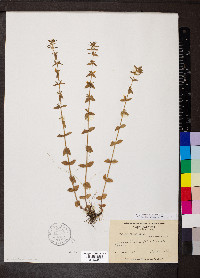 Sophronanthe pilosa image