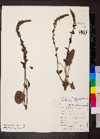 Synthyris bullii image