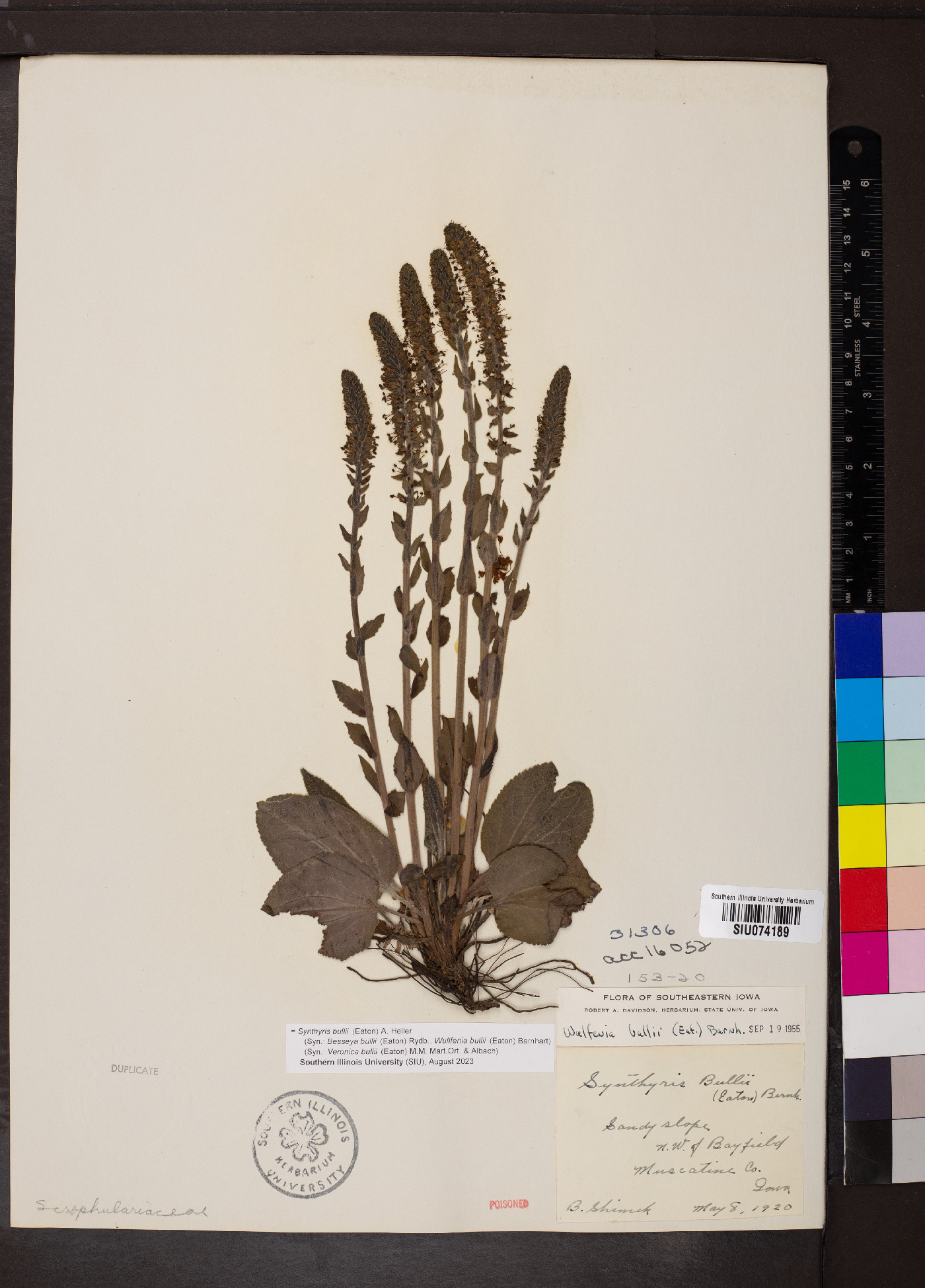 Synthyris bullii image