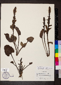 Synthyris rubra image