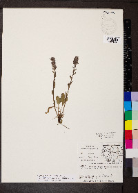 Veronica wyomingensis image