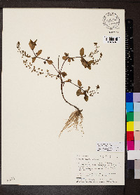 Veronica catenata image