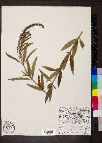 Veronica longifolia image