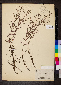 Veronica scutellata image