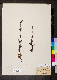 Veronica wormskjoldii image