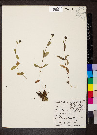 Veronica wormskjoldii image