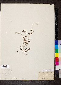 Veronica hederifolia image